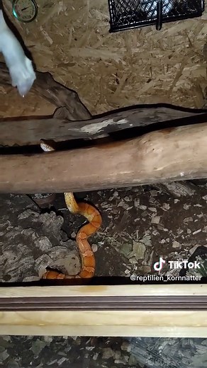 Kornnatter_2022 on TikTok