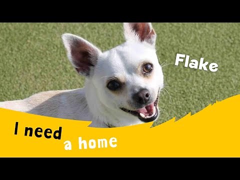 Flake the cute Chihuahua | Dogs Trust Evesham