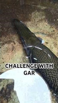 My Gar is speaking guys 🤭 | Maha's Aquarium #shorts #fun