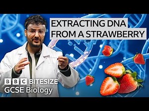 GCSE Biology | Practical - Extracting DNA | Bitesize | GCSE Revision
