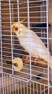 44K views · 1.9K reactions | Cocktail parrot singing Happy birthday to you 殺❤️ #happybirthdaytoyou #birdsinging #singingparrot #singingbirds #PetLovers #PetParrots #cocktailsinging #parrotlover #viralchallenge | Abdul Sahil Khan | Facebook