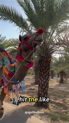 How camel humps works? 🐫🐪