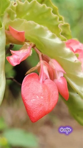 Ikaw ay makakatanggap ng malaking biyaya at pagpapala ngayong taon 2026 #emelitacapio #millionviewsreels | Emelita Capio