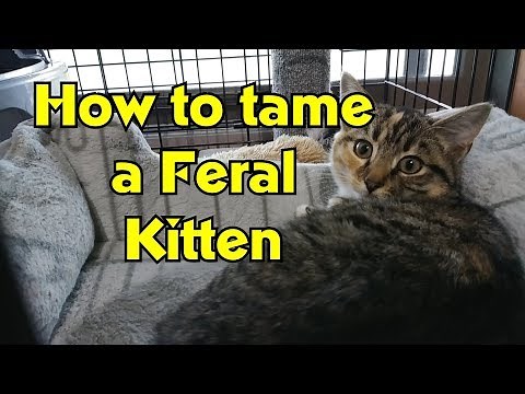 How To Tame and Socialize Feral Kittens - Feral Cat Socialization