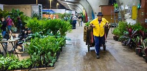 Horários, preços e macetes para comprar plantas e hortifrútis no Ceagesp