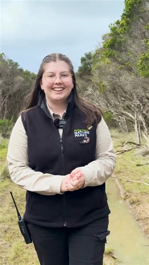 Penguin tickets sold out? Connect with an incredible Phillip Island story on this guided walk through the Summerland Peninsula. Tours depart 5pm daily from the Penguin Parade. Tickets: https://phillip-island-nature-parks.visitlink.me/Z1ZR2y | Phillip Island Nature Parks