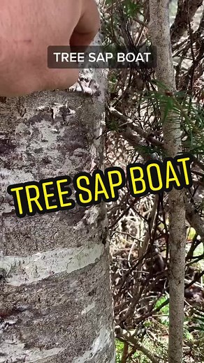Fun Tree Sap Boat Activity for Kids