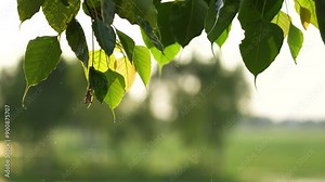 Tree leaves swaying in wind, gentle breeze, wind blowing Stock Video