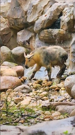 The Golden Goat of the Himalayas— Takin