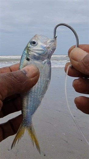 Best natural fishing bait | Roso Fishing New