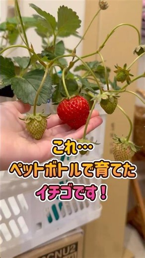超簡単🍓甘くて大きいイチゴの育て方 #テゾロ農園団 #家庭菜園 #イチゴの育て方 #イチゴ栽培 #蜜香
