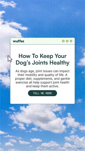 joint stiffness can be a red flag 🚩 don’t ignore it!! Slowing down, avoiding stairs, or moving stiffly can be early signs of joint issues in dogs. This Joint Health Awareness Week, take a moment to check in on your pup’s mobility. With the right support - like supplements, nutrition, and low-impact exercise - you can help them stay active and happy longer. 👉 Want to learn more? Click the link in our bio to read our blog post with Dr. Jennifer Repac and learn how to keep your dog’s joints healt