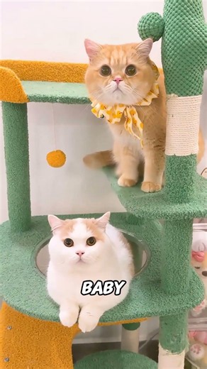 Where Did This Adorable Kitten Come From #funny
