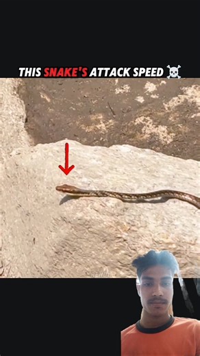 Snake vs frog attack speed #trending #animals #wildlife #snake #youtubeshorts