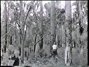 Check out this great video of timber getting in the 1920s and 30s! Thanks for sharing Boh Kelly. www.NorwoodSawmills.com/au | Norwood Portable Sawmills