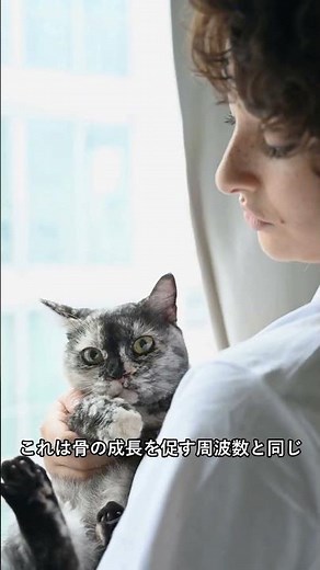 【猫の雑学】9割が知らない！猫のゴロゴロ音の「意外な真実」と驚きの癒し効果 #Shorts
