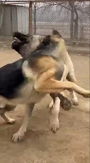 Kangal vs. German Shepherd: Ultimate Wrestling Match! 🐶💪