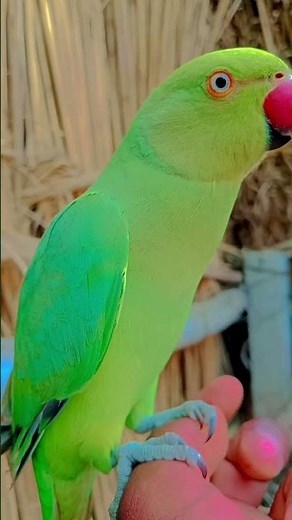 #parrot Parrot sound | Mithu mithu | Green ringneck parrot talking 🦜 #talkingparot #worldparrotday