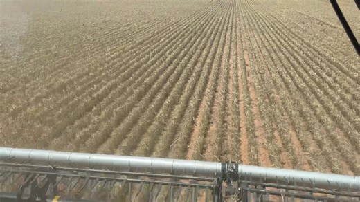 It’s been a long lead up, but this week the header finally hit the paddock! This paddock of Maximus barley surprisingly did better than we hoped, especially after one of the lowest rainfall years on record, just 90ml, along with this the wind 💨 making havoc across so much of the farm. A reminder that even in a hard year, there’s always something worth celebrating.🌾 | Mallee View