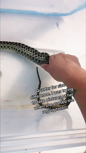 Here it is!! #fyp #snake #reptile #gophersnake #gross #snakerescue