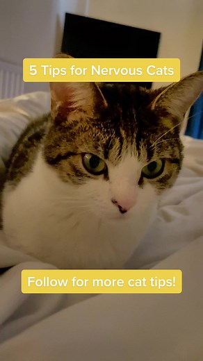 5 Tips for Nervous Cats - Cat Language Expert Advice