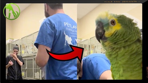 Hilarious Parrot Keeps Vet Tech in Stitches During Nail Trim