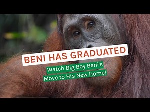 BIG BOY BENI’S BIG MOVE