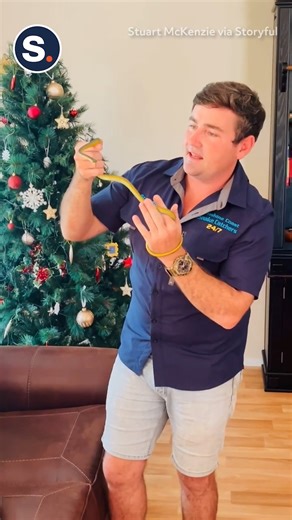 Family Find Snake Slithering Around Christmas Tree | storyful