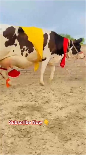"Majestic Holstein Friesian Cows 🐄 | Dairy Farming at Its Best!" #cow #cowvideos #গরু