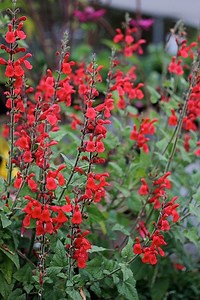 Salvia darcyi - Alchetron, The Free Social Encyclopedia