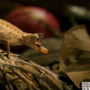 The lush landscapes of Madagascar will leave you Wonderstruck. #MadagascarBBCA returns this Saturday at 9 p.m. on BBC America. | BBC America