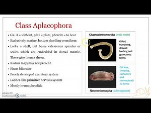 Classification of Phylum Mollusca: Class Aplacophora