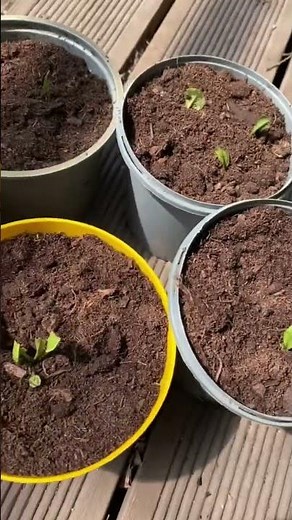 How to grow a horseradish