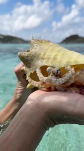 20K views · 537 reactions | Ellen found a Small Octopus that made his home in a Conch Shell!!!They’re incredibly smart animals that seem to be from another world….. #octopus #ocean #tropicalisland | Ed The Pond Professor | Facebook