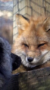 Carolina Tiger Rescue on Reels