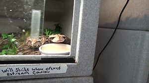 290K views · 2.7K reactions | THE BIGGEST UNDERREACTION TO A SNAKE ATTACK EVER!! "I've got a pissy gaboon to my Back" (00:39) Credits: viperkeeper | Reptile Hunter | Facebook