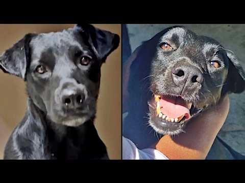 Rescued Dog Can't Stop Wagging Now!