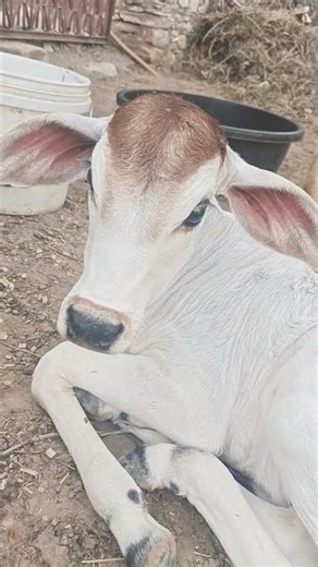 cutecowbaby #cow #cowvideos #cows #cowboys