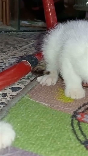 kitten first time eating #shorts