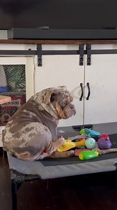 Barkley has a temper tantrum over a treat and his leashe! 😭 | Dogs Make Me Happy