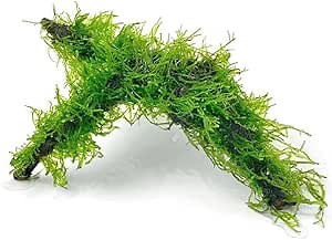 Amazon.com: mossartify Aquarium Driftwood with Live Moss,Java Moss Live Plant on Driftwood Decor for Freshwater Fish Tank 10-20 Gal,Easy to Drop : Pet Supplies