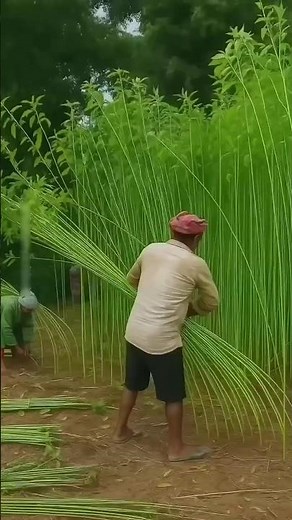 How Jute Fiber Is Made | Amazing Jute Processing From Plant to Sack
