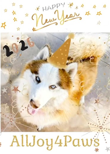 🎉 Happy New Year!!! Firecracker is here to celebrate the beginning of 2026! 🎉 Let's kick off the New Year with one of our most GORGEOUS 2025 rescues! 🩵Firecracker 🩵 is ready for his furever home! 🏡 🩵Firecracker🩵 is a 2-year old, 48-pound, red and white Fluffer. 🩵Firecracker 🩵 has GORGEOUS blue eyes. This charmer is sweet and gentle and very playful! He is a happy go lucky pup who is both people and dog friendly. 🩵Firecracker 🩵 fka Cinnamon, was rescued from deathrow out of Hesperia sh