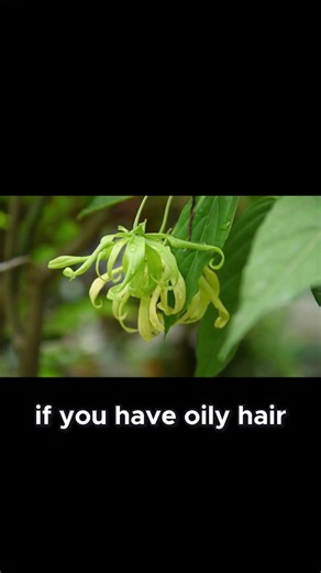 💇‍♀️ 10 Essential Oils for Hair Growth (My Secret to Thicker Hair!) #essentialoilblend #haircare