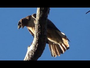 Courtship Calls of Red-tailed hawks