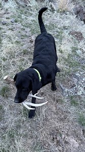 She is off to strong start. You can she smells it, but when she sees it, she gets super excited and picks up the pace. She is going to be a great shed dog. I’ve been out of the game for 13 years due to all the people and cheaters, but we are back. Getting exercise and enjoying the great outdoors. Sheds are just a bonus. #sheddog #shedhunting #shedhunter #deersheds #antlerhunting #antlerhunter #antlerjunkie #antlersource #antlerbuyers #antlerbuyer | Steve Alderman
