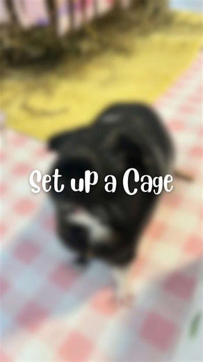 Setting Up the Perfect Cage for Female Guinea Pigs