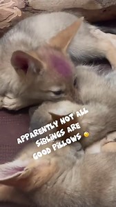 #FridayFun with our Black Backed Jackal pups 🐾 You can see these adorable pups in the baby animal nursery 💕 The Black Backed Jackal is like the Coyote of Africa. They are are omnivores, and their diet includes carrion, domestic livestock, rodents, gazelle, hares, young ungulates, lizards, birds, insects as well as fruit and berries. They can be found in eastern and Southern Africa. Like all jackals, they are monogamous and mate for life. Often older pups from a litter will remain with their pa