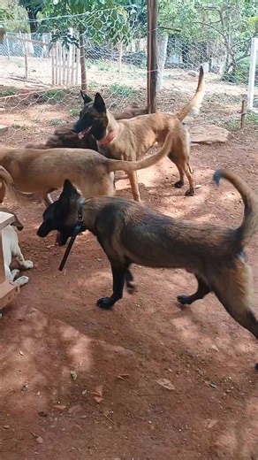 Características do Pastor Belga Malinois e Fila Brasileiro