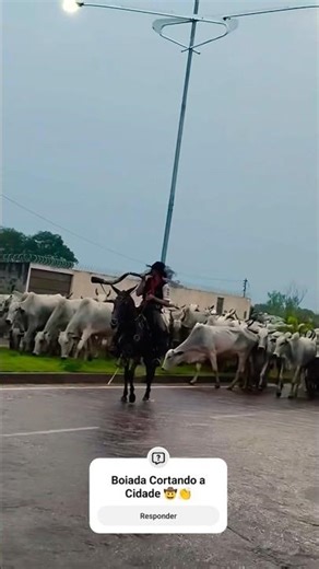 Cattle herd crossing the city 🤠👏 #shortvideo #cattle #farm #agriculture #ox #brazil #nelore